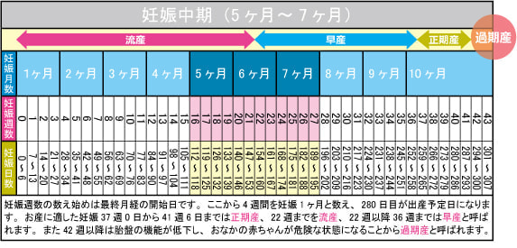 妊娠中期（5ヶ月～7ヶ月）