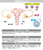 妊娠成立の仕組み図解