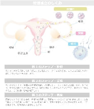 妊娠成立の仕組み図解