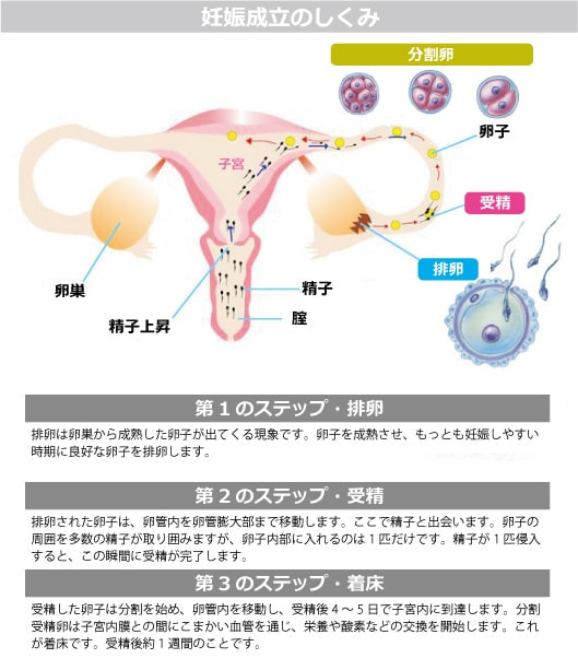 妊娠 着 床 いつ