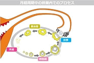 月経周期・卵巣内でのプロセス図解