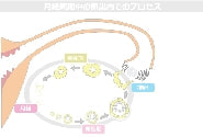 月経周期・卵巣内でのプロセス図解