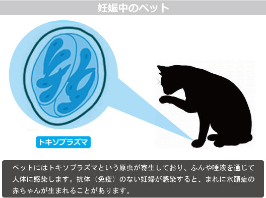 ペットとトキソプラズマ