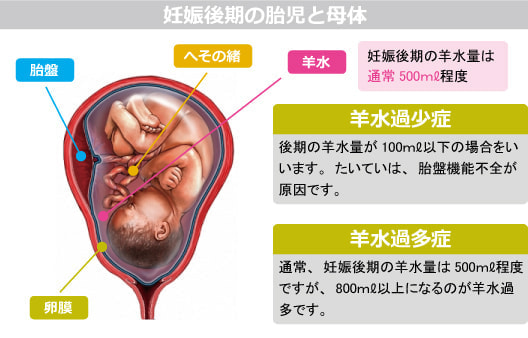 妊娠後期の胎児と母体図解