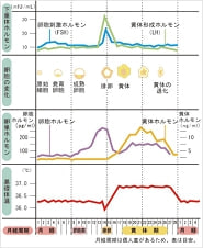 黄体ホルモングラフ