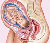 出産直前の胎児図解