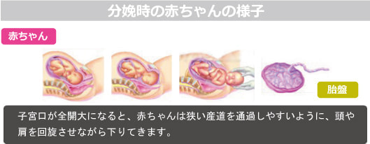 分娩時の赤ちゃん・図解