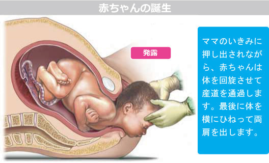赤ちゃんの誕生・図解