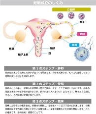 妊娠成立の仕組み図形