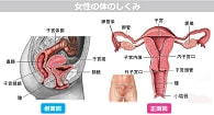 女性の体のしくみ
