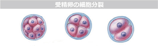 受精卵の細胞分裂図解
