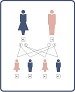 性別 染色体図解