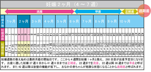 妊娠2ヶ月（4～7週）カレンダー