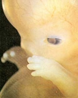 胎芽・体の基礎が作られる