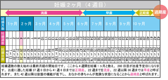 妊娠2ヶ月（4週目）カレンダー