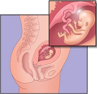 「胎芽」から「胎児」へ