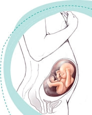 胎児と胎盤