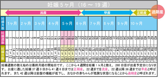 妊娠5ヶ月（16～19週）カレンダー