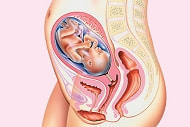 妊娠6ヶ月の胎児