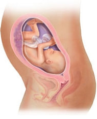 妊娠7ヶ月の胎児