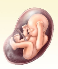 妊婦28週の胎児