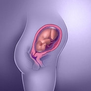 妊婦29週の胎児図解