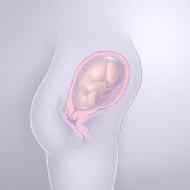 妊婦29週の胎児図解