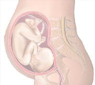 妊娠30週の胎児「胎児姿勢」