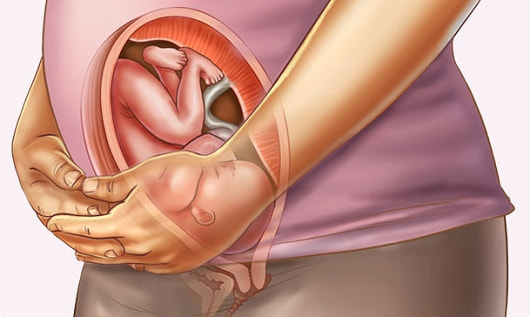 妊娠31週の胎児図解