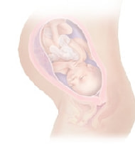 妊娠34週の胎児図解
