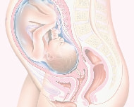 妊娠35週の胎児
