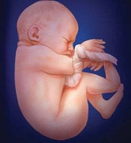 妊娠36週の胎児