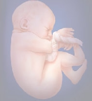 妊娠36週の胎児