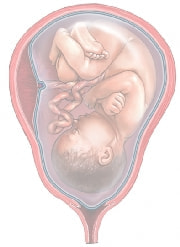 妊娠37週の胎児