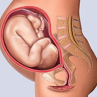 妊娠38週の胎児図解