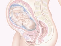 妊娠39週の胎児図解